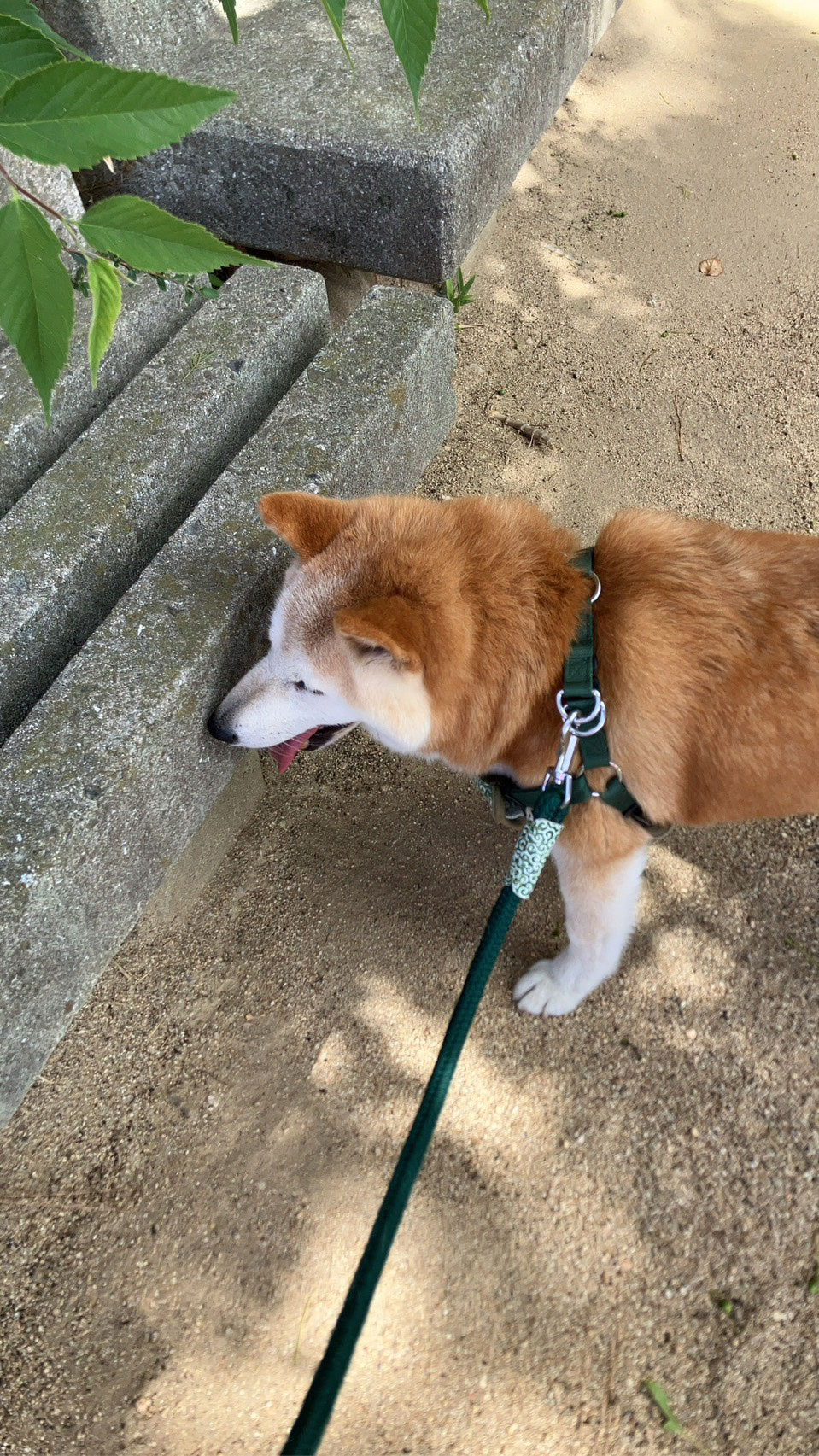 大福の写真 4